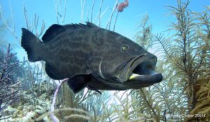 Black Grouper