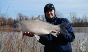 Buffalo Fish of Physical Characteristics