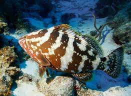 Nassau Grouper