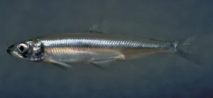 Smelt Fish Physical Characteristics