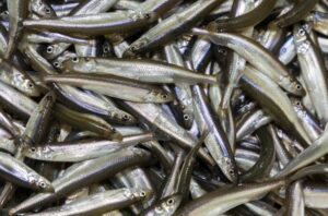 Smelt Fish Species Classification and Identification