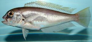 Tilefish Physical Characteristics