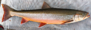 Arctic Char