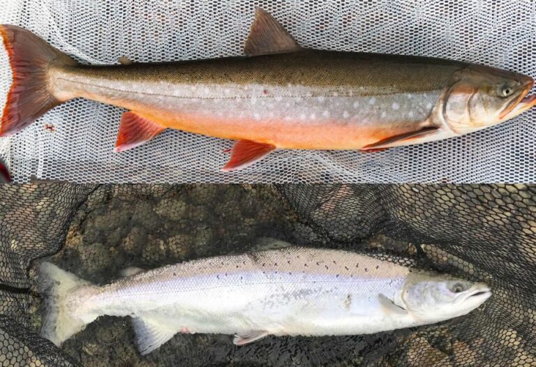 Arctic Char vs. Salmon