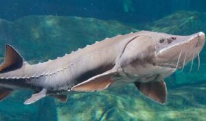 Beluga Sturgeon