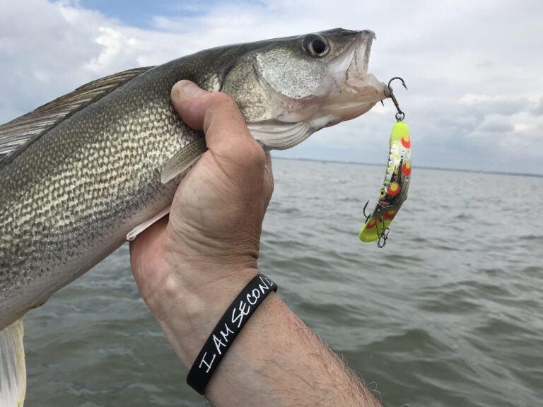 Best Bait for Walleye Fishing