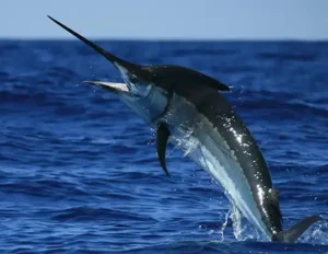 Black Marlin