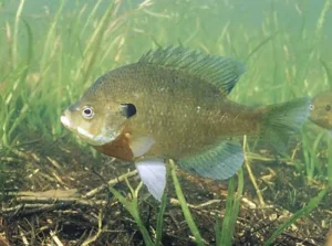 Bluegill