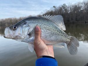 Crappie