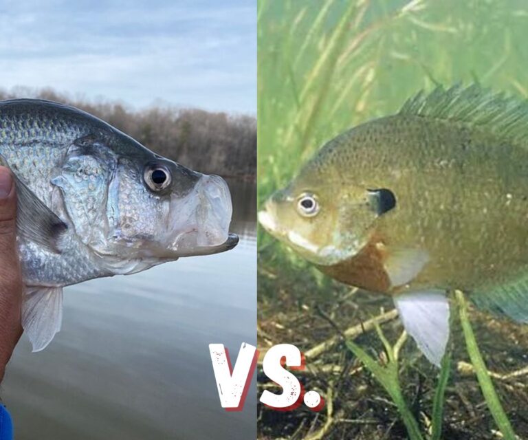 Crappie vs. Bluegill