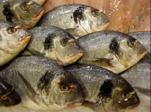 Economic and Cultural Significance of Sea Bream