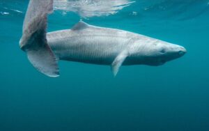 Greenland Shark