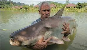 Mekong Giant Catfish