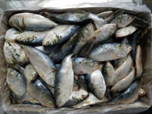 Menhaden bait