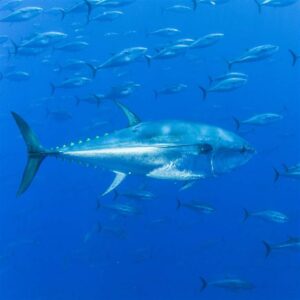 Pacific Bluefin Tuna