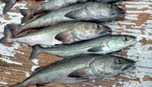 Sablefish in the Global Market