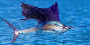 Sailfish