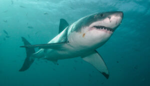 The Great White Shark