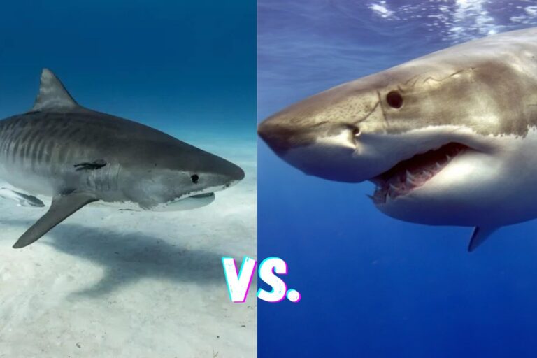 Tiger Shark vs. Great White Shark