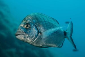 What is Sea Bream Fish?