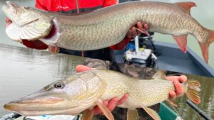 Northern Pike and Muskellunge fish