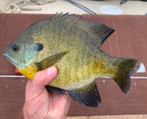 Panfish