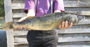 Walleye and Sauger fish